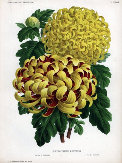 Crisantemi ibridi autunnali: M. C. Orchard ha un grande fiore giallo e cremisi e M. H.Cannell ha un grande fiore giallo da Unbekannter Künstler