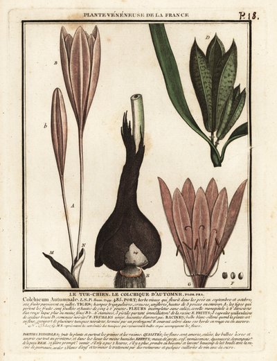 Colchico autunnale, Colchicum autumnale da Unbekannter Künstler
