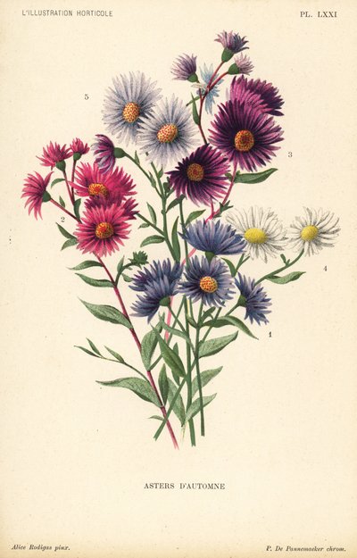 Astri autunnali: Aster novae angliae var. Constance, Aster novae angliae var. Ruber, Aster novae angliae var. Bowman, Aster amygdalinus, e Aster novi belgii Robert Parker. Cromolitografia di Pieter de Pannemaeker da un