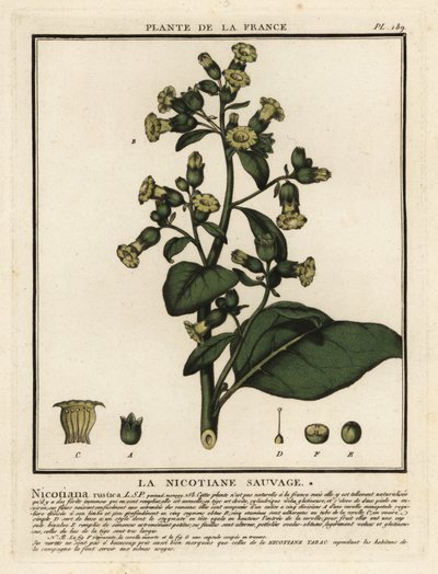 Tabacco azteco, Nicotiana rustica da Unbekannter Künstler