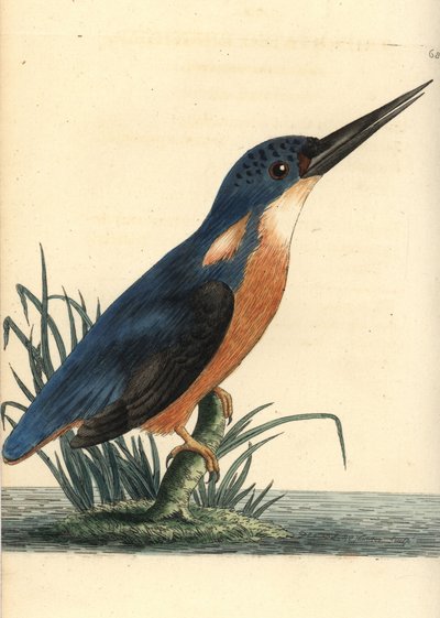 Martin pescatore azzurro, Ceyx azureus. Illustrazione disegnata e incisa da Richard Polydore Nodder. Incisione a mano colorata da 