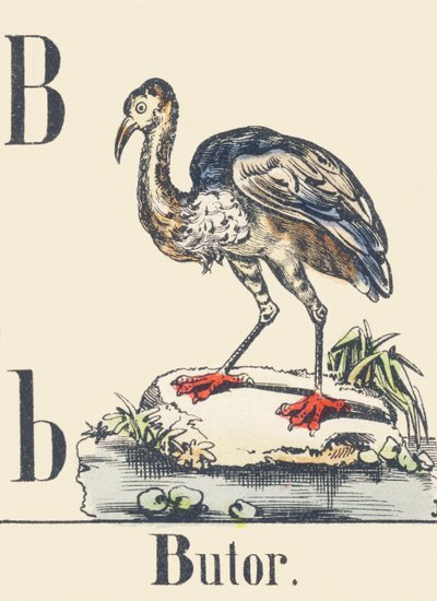 B: Airone, c1880-1900 (illustrazione) da Unbekannter Künstler