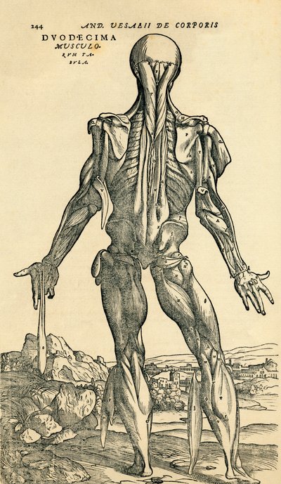 Retro del corpo umano maschile, uno studio anatomico originariamente pubblicato in De Humani Corporis Fabrica Libri Septem di Andreas Vesalius, pubblicato a Basilea da Unknown