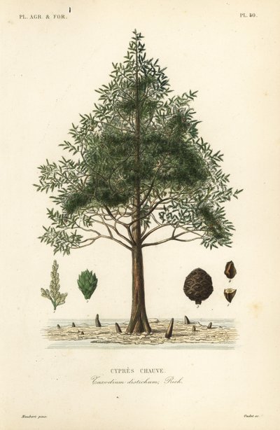 Cipresso calvo o cipresso delle paludi, Taxodium distichum da Unbekannt