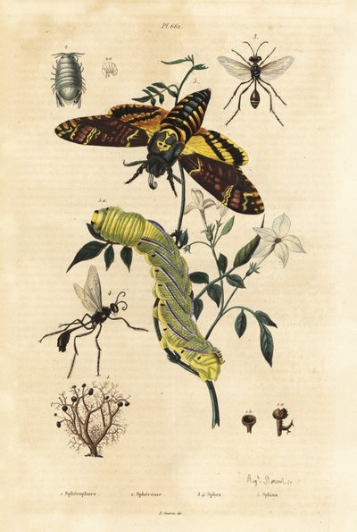 Lichene a palla, Sphaerophorus globulus 1, crostaceo Dynamene 2, vespe scavatrici, specie Sphex 3,4, e falena testa di morto africana, Acherontia atropos, e bruco 5 da Unbekannt