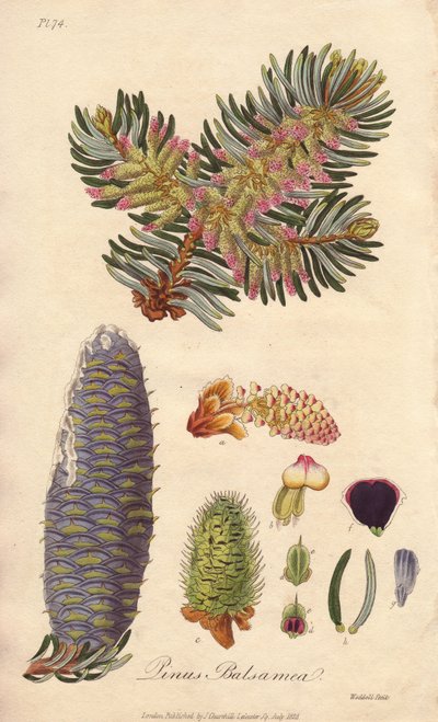 Abete balsamico (Abies balsamea) - Acquaforte di William Clarke per illustrare “Botanica medica, descrizione delle piante medicinali di Londra, Edimburgo e Dublino” di John Stephenson e James Morss Churchill da Unbekannter Künstler