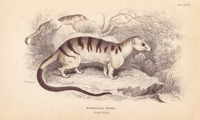 Zibetto palmato fasciato, Hemigalus derbyanus da Unbekannter Künstler