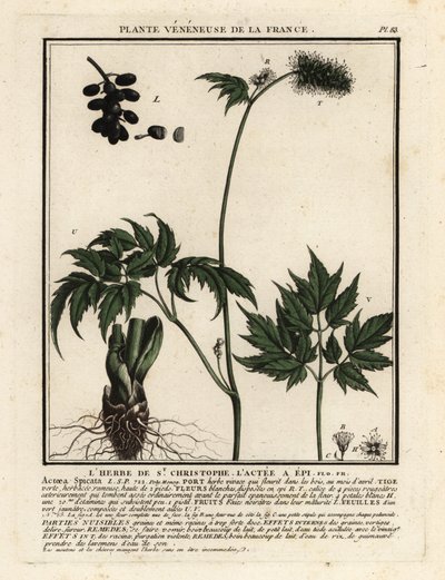 Erba velenosa, Actaea spicata da Unbekannter Künstler