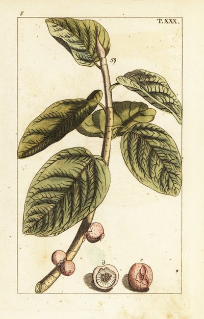 Ramo di fico banyan con frutto, Ficus benghalensis da Unbekannter Künstler