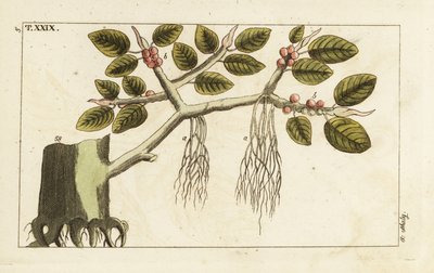 Fico banyan con radici aeree, Ficus benghalensis da Unbekannter Künstler
