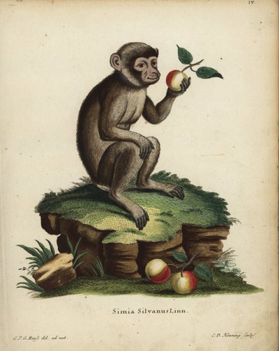 Macaco di Barberia, Macaca sylvanus da Unbekannter Künstler