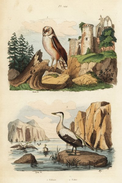 Barbagianni, Tyto alba, e edredone, Somateria mollissima da Unbekannt