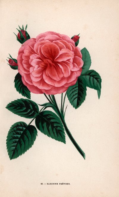 Rosa Baroness Prevost, ibrido coltivato da Monsieur Desprez a Yebles vicino a Melun nel 1843. Cromolitografia disegnata e litografata da F. Grobon dal libro di Hippolyte Jamain e Eugene Forney “Les Roses,” Parigi, J. Rothschild da Unbekannter Künstler