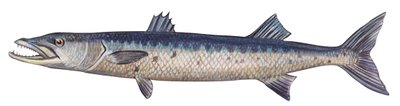 Barracuda - Grande barracuda da Unbekannter Künstler