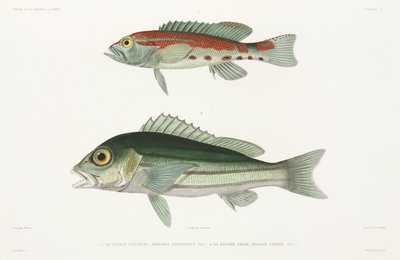 Serranidae a strisce e Lutjanidae blu e oro da Unbekannter Künstler
