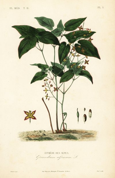 Epimedium alpino, Epimedium alpinum da Unbekannt