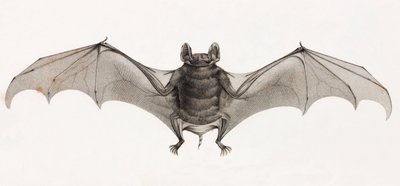 Pipistrelli in Egitto da Unbekannt