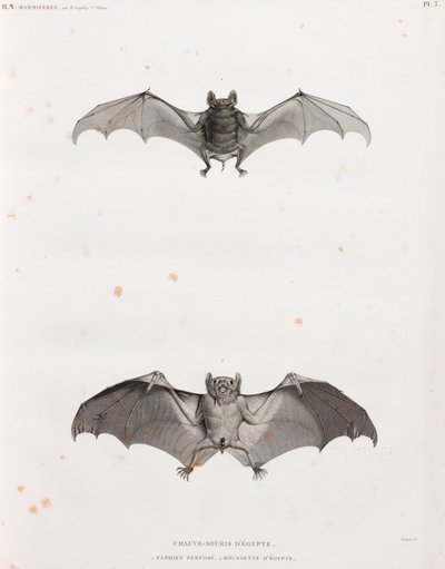 Pipistrelli in Egitto da Unbekannt