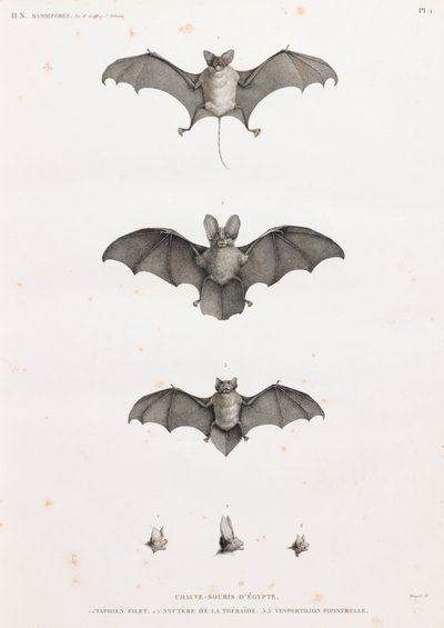 Pipistrelli in Egitto da Unbekannt