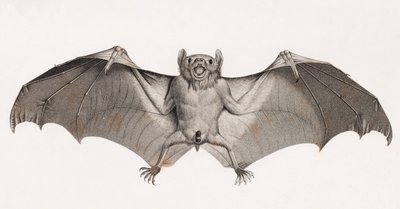 Pipistrelli in Egitto da Unbekannt