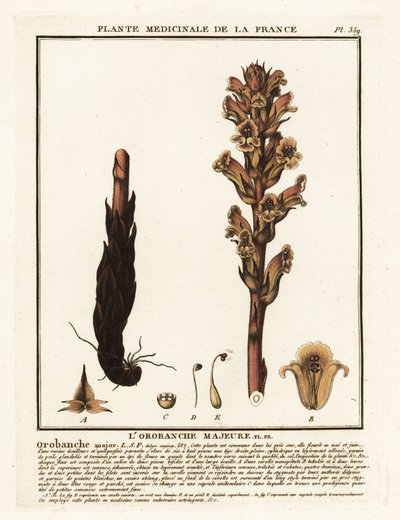Orobanche caryophyllacea da Unbekannter Künstler