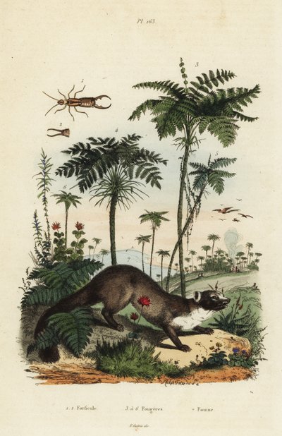 Faina, Martes foina, forbicina, Forficula auricularia, e varietà di felci, specie Filices da Unbekannt