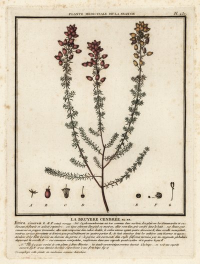 Erica cinerea da Unbekannter Künstler