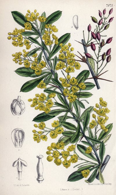 Berberis lycium, arbusto di crespino con fiori gialli dell