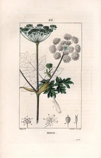 Berce o charavie - Incisione di Lambert fils, da un disegno di Pierre Jean Francois Turpin (1775-1840), da La flore médicale, di Chaumeton, Poiret et Chamberet, Parigi 1830 da Unbekannter Künstler