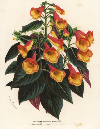 Achimenantha bicolore x naegelioides cultivar (Plectopoma naegelioides bicolor) da Unbekannter Künstler