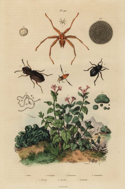 Coleottero dagli occhi grandi, Notiophilus biguttatus, nuotatore di fondo, specie Nononecta, fossile di nummulite, coleottero scuro, specie Nyctelia, mosca pipistrello, specie Nycteribia da Unbekannt