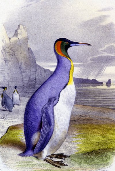 Grande pinguino da Unbekannter Künstler