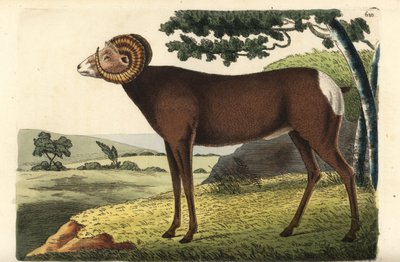 Pecora bighorn o pecora canadese. Ovis canadensis. Illustrazione disegnata e incisa da Richard Polydore Nodder. Incisione a mano colorata da George Shaw e Frederick Nodder
