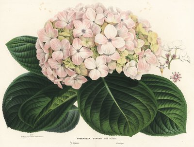 Ortensia a foglia grande, Hydrangea macrophylla (Hydrangea otaksa). Litografia colorata a mano da Flowers of the Gardens and Hothouses of Europe di Louis van Houtte e Charles Lemaire, Flore des Serres et des Jardins de l