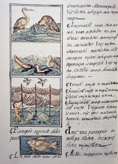 Caccia agli uccelli del lago, pagina dal Codice Fiorentino, versione bilingue in spagnolo e nahuatl, Storia Generale delle Cose della Nuova Spagna, del missionario spagnolo Fray Bernardino de Sahagun (1499-1590). Civiltà azteca da Benjamin Baud
