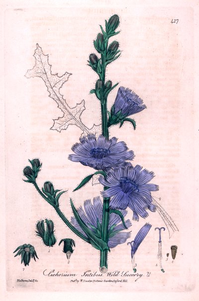 Cicoria amara (Cichorium intybus) Tavola botanica da 