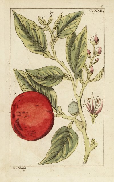 Arancia amara o arancia di Siviglia, Citrus x aurantium da Unbekannter Künstler