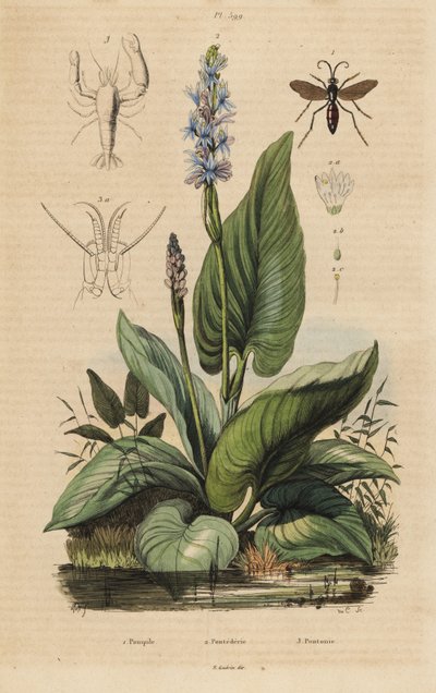 Vespa ragno a bande nere, Anoplius viaticus 1, pontederia, Pontederia cordata 2, e gambero guardiano, Anchistus custos 3 da Unbekannt