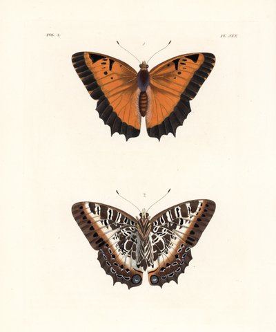 Charaxes a bordo nero, Charaxes pollux, lato superiore 1, lato inferiore 2. Litografia a mano colorata da John O. Westwood