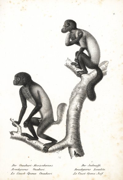 Uakari dalla testa nera, Cacajao melanocephalus ouakary (Brachyurus ouakari) e saki barbuto dal dorso marrone, Chiropotes israelita (Brachyurus israelita). Litografia di Karl Joseph Brodtmann da Storia naturale illustrata degli animali di Heinrich Rudolf S da Unbekannter Künstler