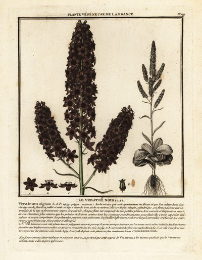 Elleboro nero, Veratrum nigrum da Unbekannter Künstler