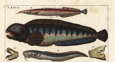 Pesci vari: pesce Siam, anguilla ocellata, pesce lupo, ecc. da Unbekannter Künstler