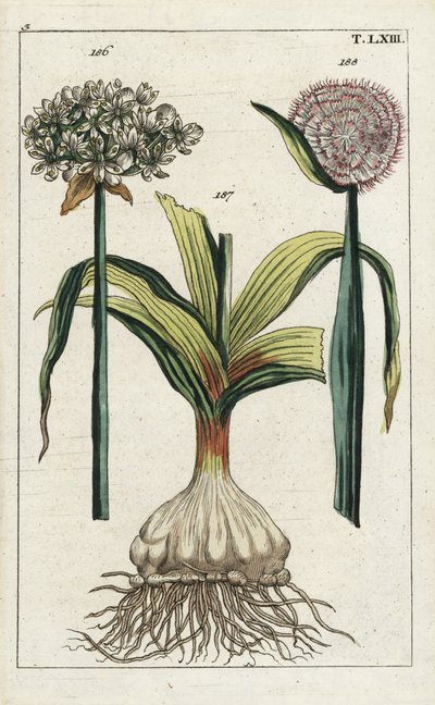 Aglio nero (Allium nigrum), 186, e cipolla, Allium cepa, bulbo 187 e fiore 188. Incisione a mano colorata di un