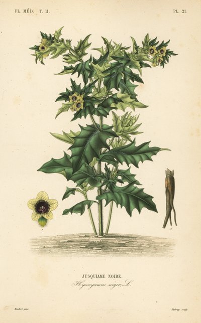 Giusquiamo nero o belladonna puzzolente, Hyoscyamus niger da Unbekannt