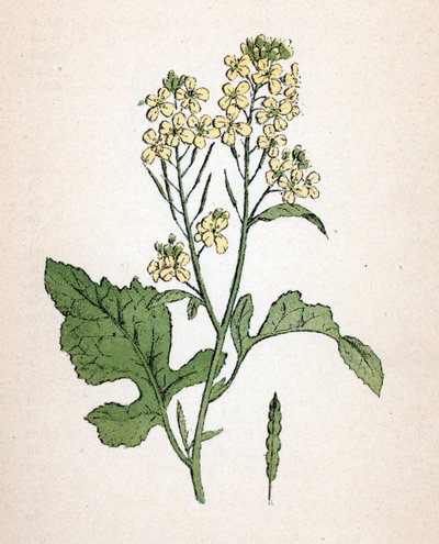 Senape nera (seneve noir) (Brassica nigra) Tavola botanica da 
