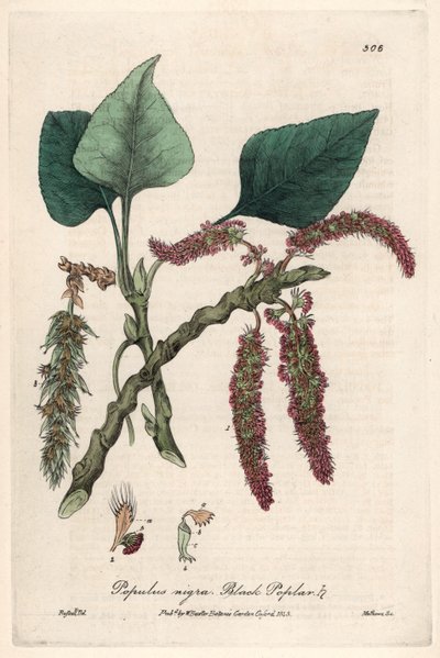 Pioppo nero, Populus nigra. Tavola botanica di Isaac Russell, incisa da Charles Matthews, tratta da "Fenomeni Botanici Inglesi" di William Baxter (1788-1871) da Unbekannter Künstler