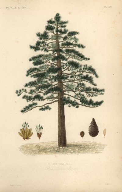 Pino nero o pino austriaco, Pinus nigra subsp. da Unbekannt