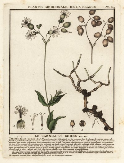 Silene comune, Silene vulgaris da Unbekannter Künstler