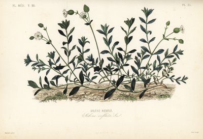 Silene vulgaris, Silene inflata da Unbekannt