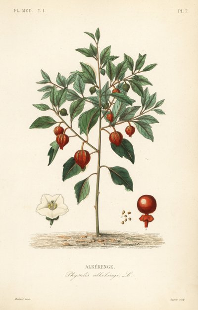 Physalis alkekengi da Unbekannt